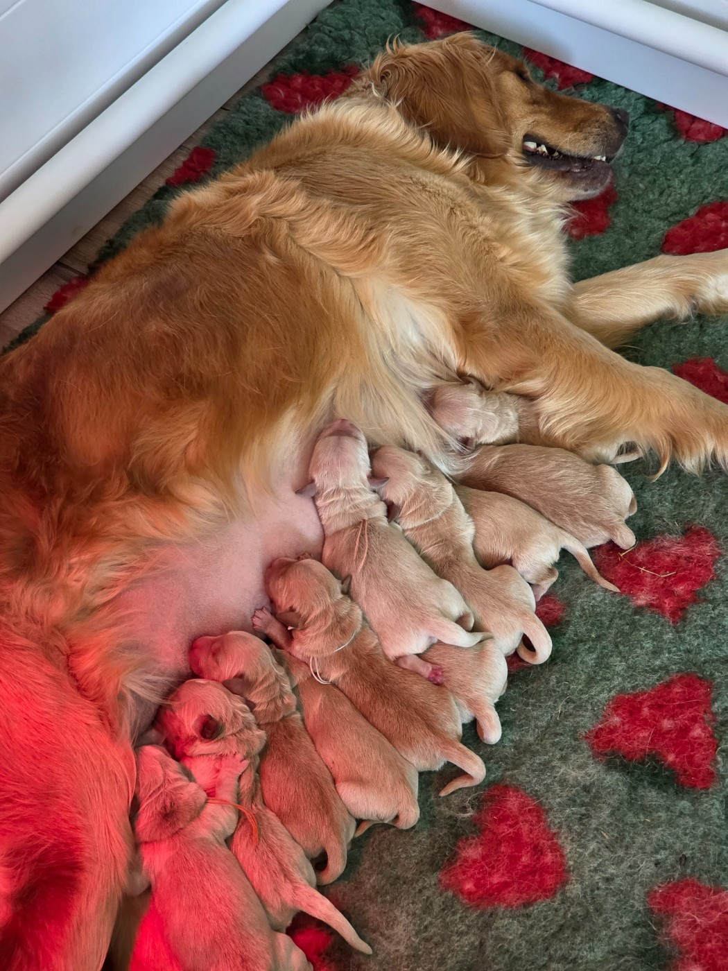 Bienvenue les bébés 🐾