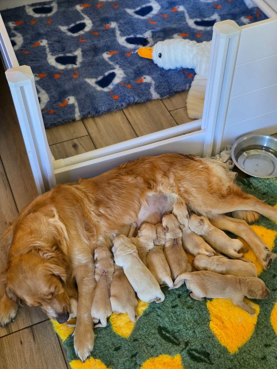 2 Mâles cherchent une famille .